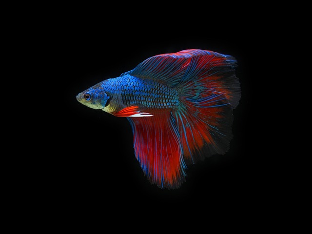 betta